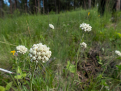 Antennaria anaphaloides