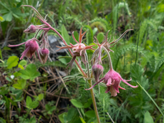 Geum triflorum