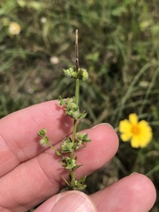 Galium virgatum