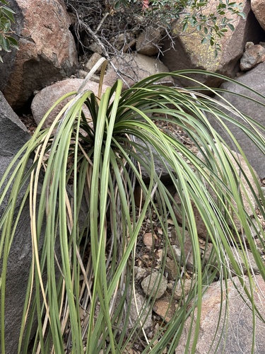Foothill Beargrass
