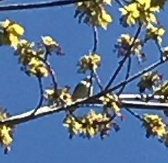 Vireo solitarius
