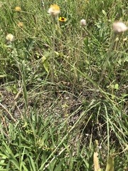 Galium virgatum