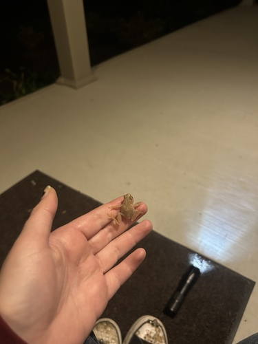Spring Peeper