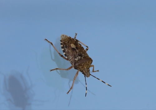 Mottled Stink Bug