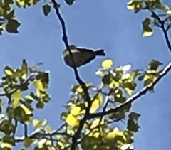 Vireo solitarius