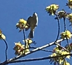 Vireo solitarius