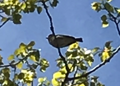 Vireo solitarius