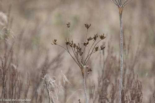Lomatium nudicaule observed 2026-09-28