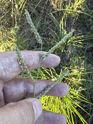 Paspalum plicatulum observed 2026-10-10