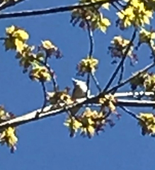 Vireo solitarius