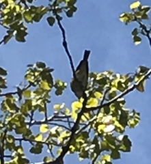 Vireo solitarius