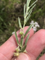 Evolvulus nuttallianus