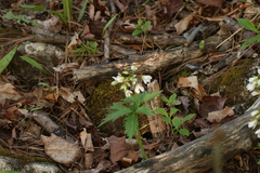 Cardamine maxima