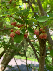 Enkianthus