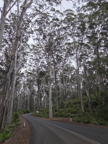 Eucalyptus diversicolor observed 2026-10-10