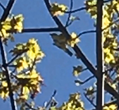 Vireo solitarius