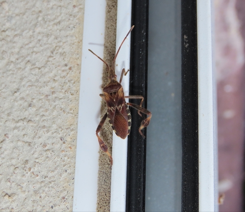 Western Conifer Seed Bug
