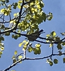 Vireo solitarius
