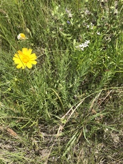 Evolvulus nuttallianus