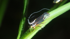 Stylocentrus ancora
