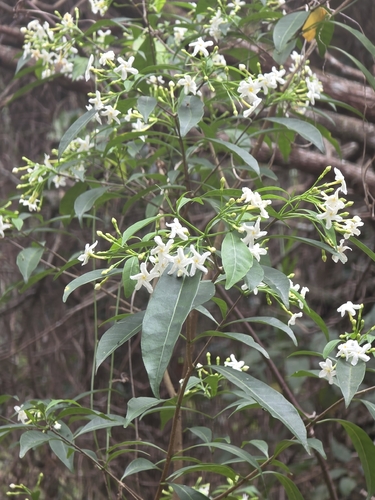 Banana Bush