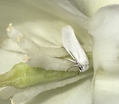 Tegeticula yuccasella