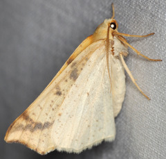 Neoterpes edwardsata