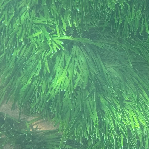Caulerpa filiformis observed 2026-10-11