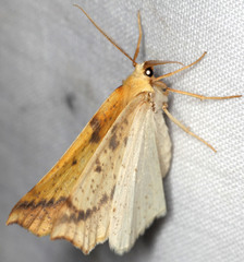 Neoterpes edwardsata