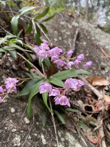 Dendrobium kingianum observed 2026-10-10