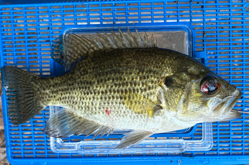 Rock Bass