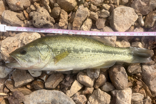 Largemouth Bass