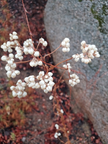 Pseudognaphalium californicum, 2026-10-10