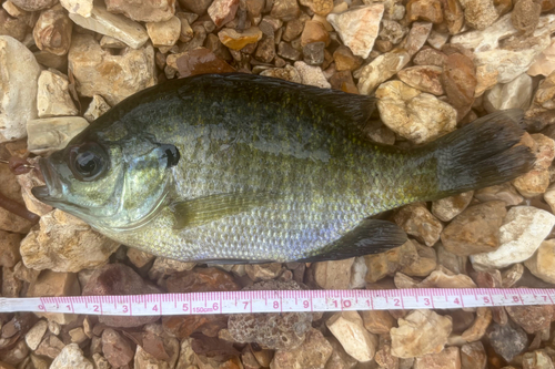 Bluegill