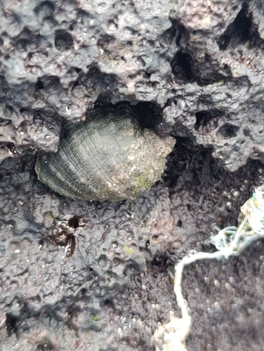 Plicopurpura columellaris observed 2026-09-27