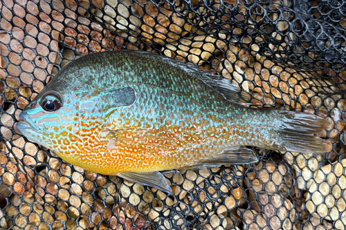 Longear Sunfish