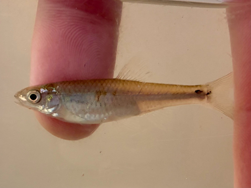 Red Shiner