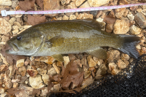 Smallmouth Bass