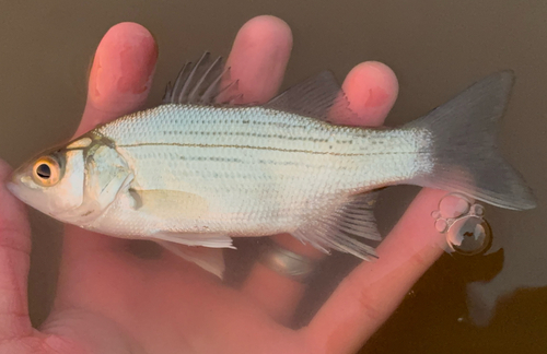 White Bass
