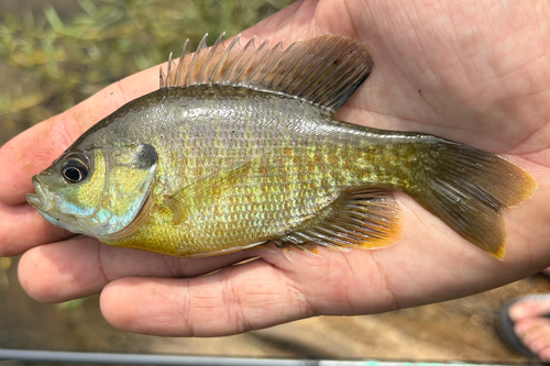 Greengill Sunfish