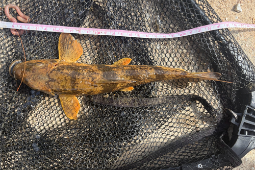 Northern Hog Sucker