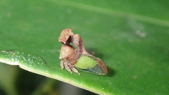 Lycoderides