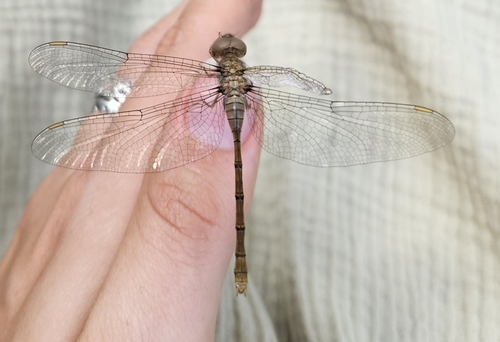 Short-tailed Duskdarter