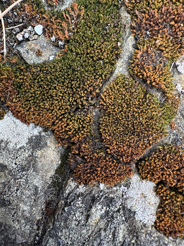 Schistidium maritimum observed 2026-10-10