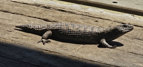 Cunningham's Skink