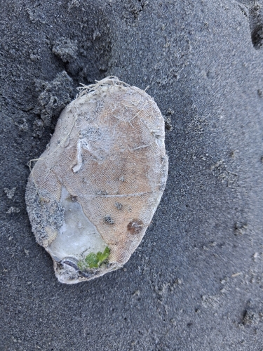 Ostrea chilensis observed 2026-10-11