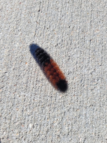 Isabella Tiger Moth
