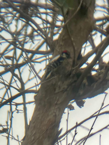 Downy Woodpecker observed by battynat