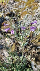 Penstemon azureus azureus