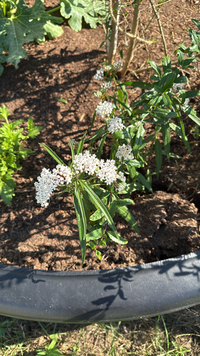 Aquatic Milkweed